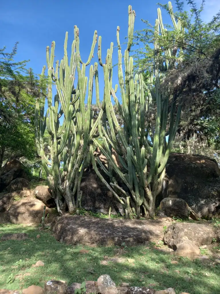 El Paraíso de Nala — foto 4
