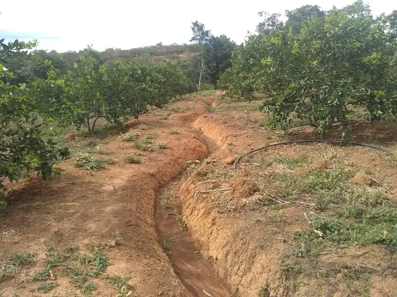 Zanja de infiltración entre árboles frutales en Barichara